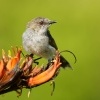 Strizlikovec novozelandsky - Gerygone igata - Grey warbler - riroriro 1684